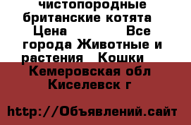 чистопородные британские котята › Цена ­ 10 000 - Все города Животные и растения » Кошки   . Кемеровская обл.,Киселевск г.